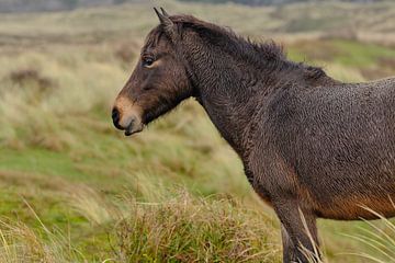 exmoor pony nahaufnahme von eric van der eijk