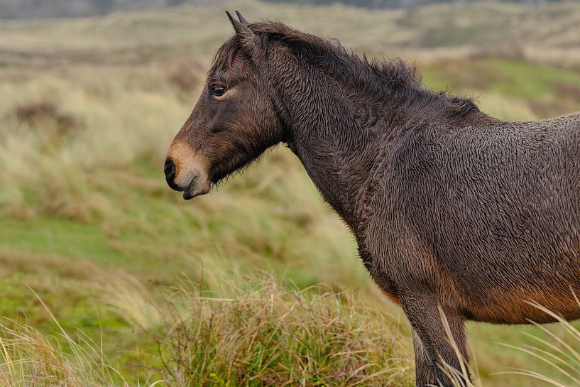 exmoorpony close-up van eric van der eijk