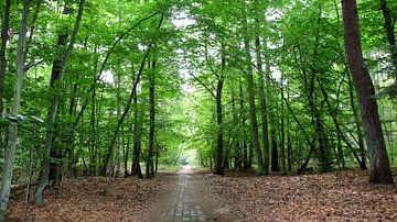 Im Wald von Prerow von Ostsee Bilder