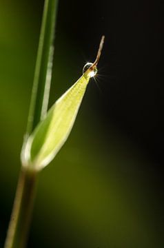 Druppels met een twinkeling