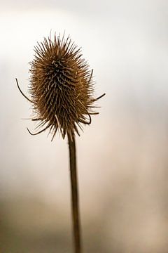 Wilde Distel Gouden uur van marijke dijk