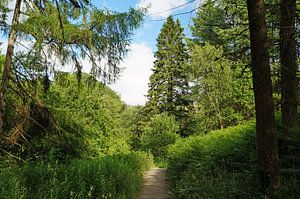 Waldweg