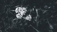 Rockweed b/w