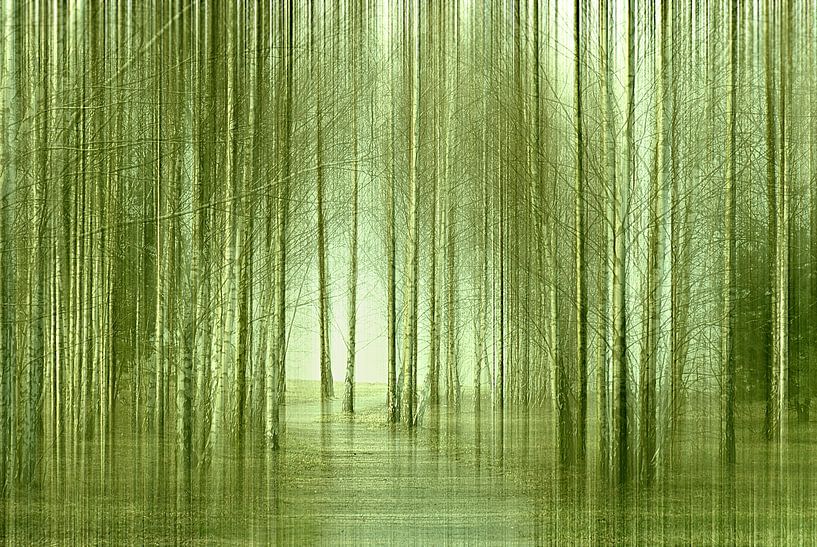Forêt de bouleaux par Violetta Honkisz