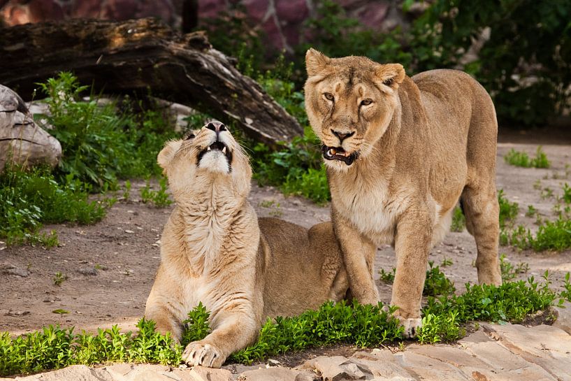 Verträumte und schöne Löwenfrauen kommunizieren. Zwei Löwinnen-Freundinnen sind große, schöne Katzen von Michael Semenov