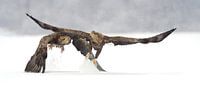 Seeadler, die in den Schnee fliegen von Harry Eggens Miniaturansicht