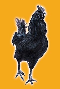 Big Black Cock (grote zwarte haan) von Studio Fantasia