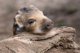 Zwijntje by Dennis Bresser