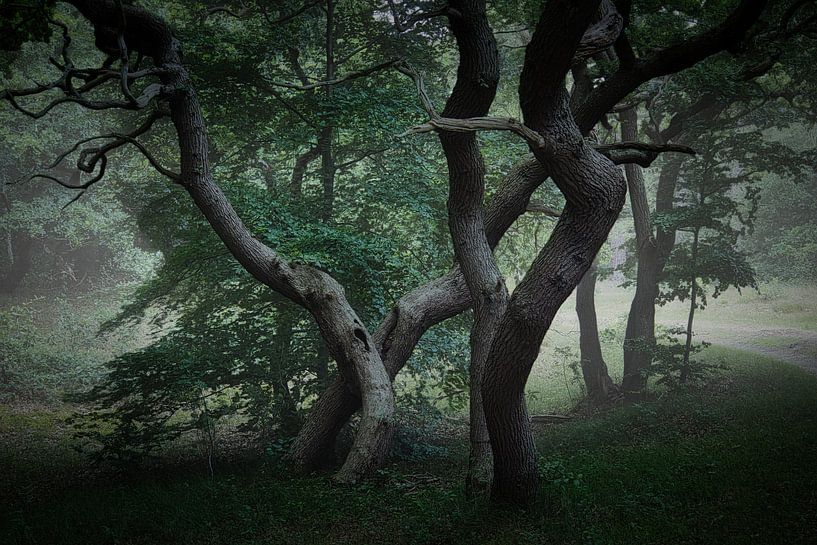 eiken wokkels in het mistige bos van peterheinspictures