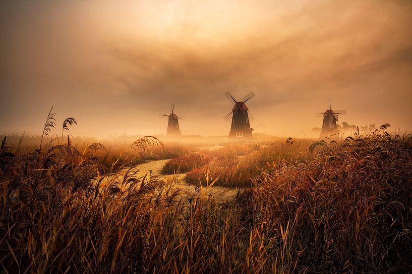 A fascinating morning by Tiger Seo