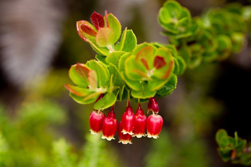 Ohelo-bes (Vaccinium reticulatum) van Dirk Rüter