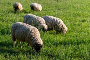 Grazende schapen in een weide van Felix Marx