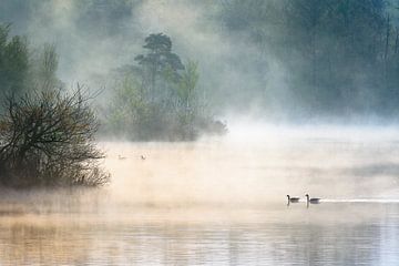 Morning Mist by jowan iven