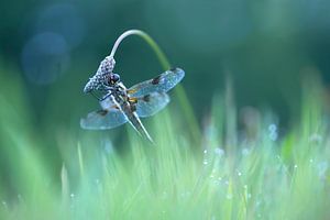 Ein Morgen wie aus dem Märchen (Libelle mit Tautropfen) von Birgitte Bergman