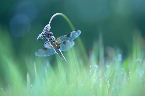 A morning like in a fairytale (Dragonfly with dewdrops)