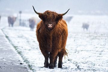 Schotse Hooglander in de sneeuw. van Esther van Engen