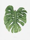 Botanical Monstera Leaf van Niels Eric Fotografie thumbnail