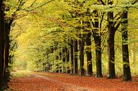 Autumn light