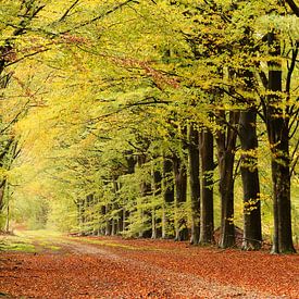 Autumn light van Marjo Snellenburg