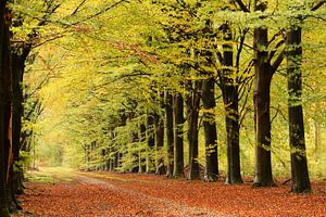 Lumière d'automne sur Marjo Snellenburg