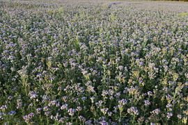 Ami des abeilles, Phacélie en touffe, Phacélie tanaisie sur Karina Gebert