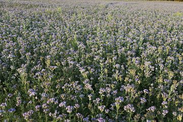 bijenvriend, tufted beauty, tansy phacelia, phacelia van Karina Gebert