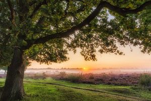 Morning has broken