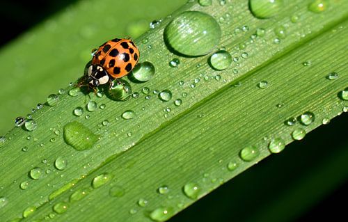 Een lieveheersbeestje in de tuin