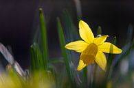 Daffodil flowers bring the early spring by Kim Willems thumbnail