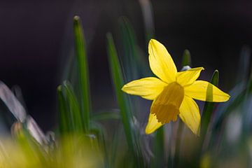 Narcis bloemen brengen de vroege lente en het voorjaar. van Kim Willems