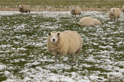 schapen, sneeuw, sheep, schaap