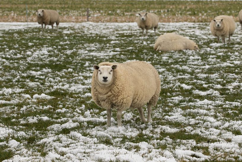 sheep, snow, sheep by M. B. fotografie