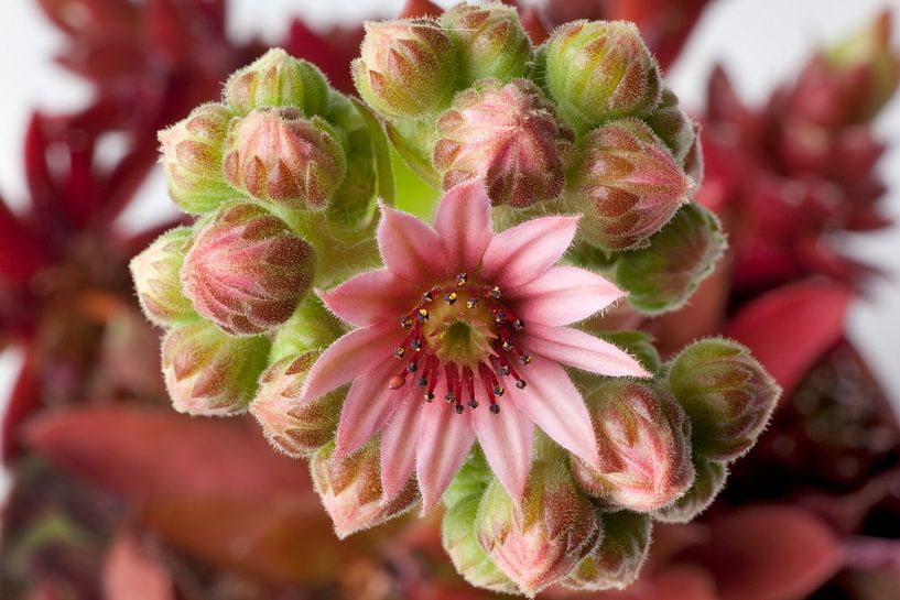 Flowering Sempervivum succulent with pink flowers by Frans Rombout
