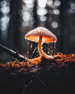 Makro von Pilzen