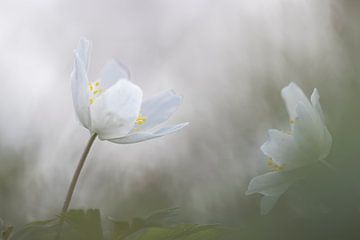 Bosanemoontjes von Marc Crutzen