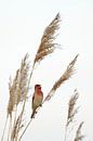 Karmingimpel ( Carpodacus erythrinus ) singt im Reed sein Lied von wunderbare Erde Miniaturansicht