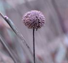 Still standing strong von Ingrid Ronde Miniaturansicht