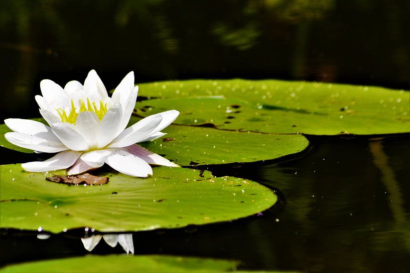 Waterlelie by David van Coowijk