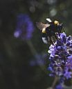 Bee on Lavender Flower by Crystal Clear thumbnail