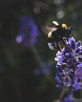 Bee on Lavender Flower