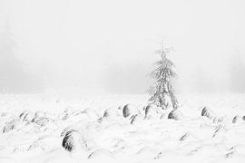 Black and white by Olha Rohulya