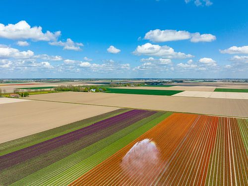 Tulipes dans un champ arrosé par un arroseur agricole au printemps.