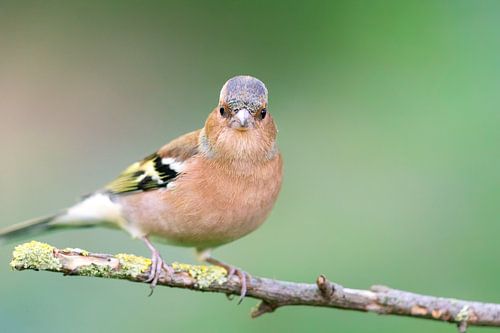 Buchfink (Fringilla coelebs)