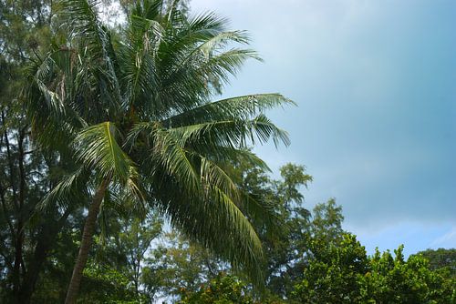 Palme st Johns Insel, Singapur von Atelier Liesjes