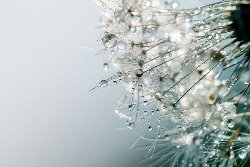Paardenbloem pluis met bokeh en blauwtinten