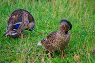 Stockente auf der Wiese von Babetts Bildergalerie Miniaturansicht