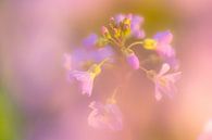 Dream Flowers I van Joram Janssen thumbnail