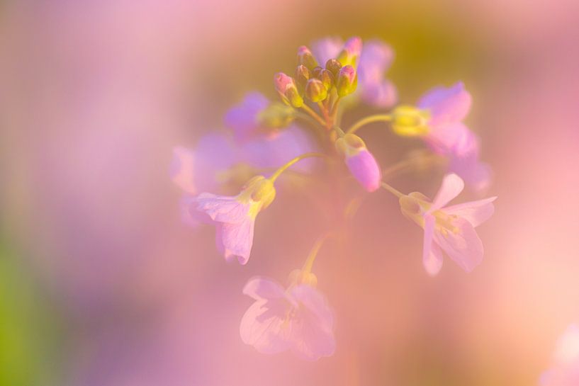 Dream Flowers I van Joram Janssen