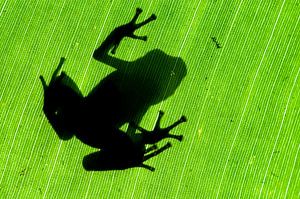 Frog silhouette by AGAMI Photo Agency