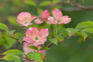 Licht rose bloeiende Cornus kousa tegen een groene natuurlijke achtergrond